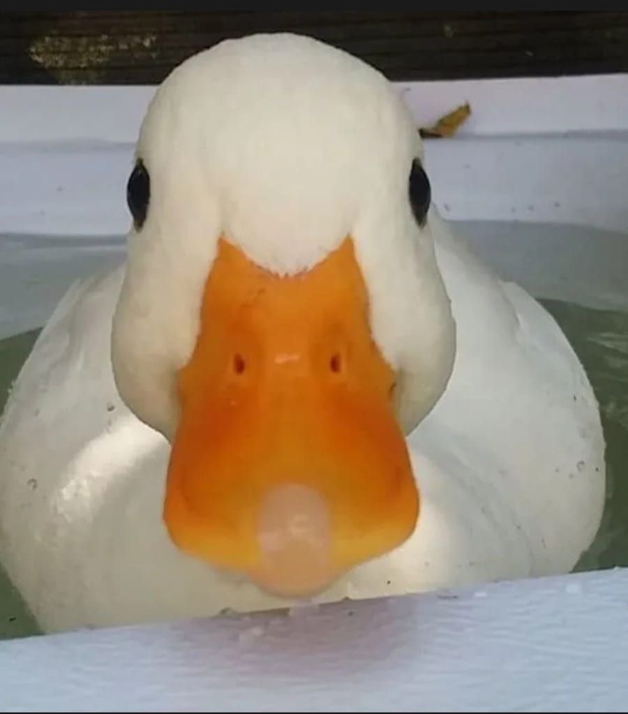 Profil de Brieg, 36 ans, Cruising gay à Bertrix (Luxembourg)